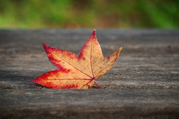 il bellissimo albero rosso lascia nella natura