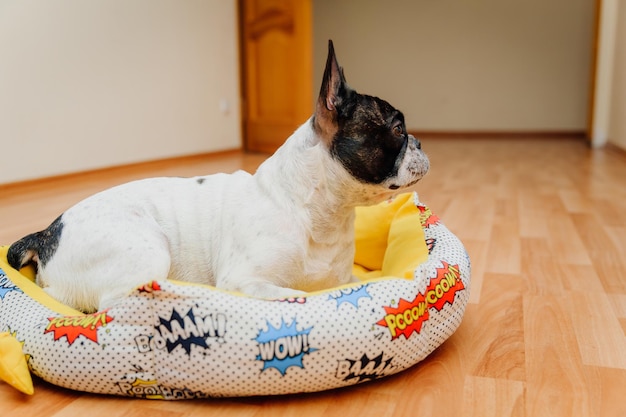 Il bellissimo bulldog francese si trova nel suo divano a casa