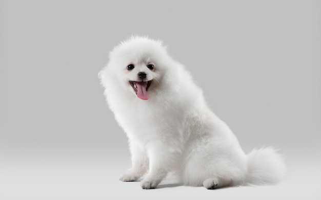 Il bellissimo cagnolino spitz da compagnia sta posando un simpatico cagnolino bianco giocoso o un animale domestico che gioca sul grigio