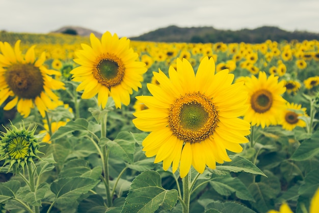 Il bellissimo campo di girasole.