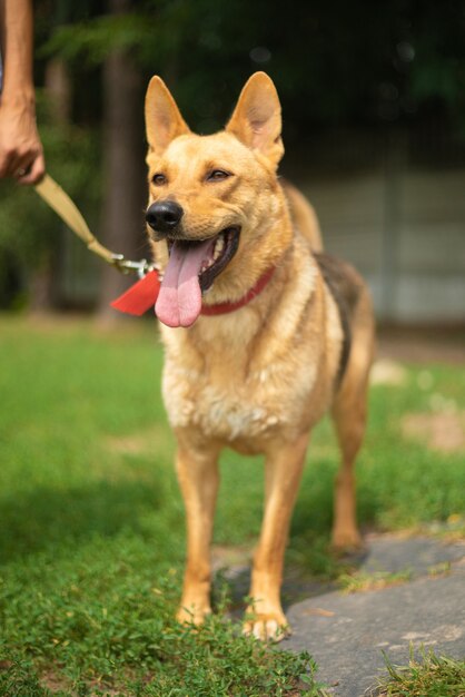 Il bellissimo cane divertente e felice sta giocando e si diverte all'aperto