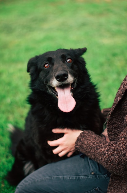 Il bellissimo cane divertente e felice sta giocando e si diverte all'aperto