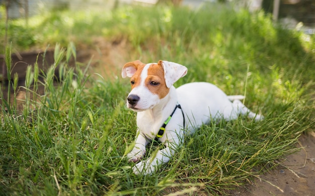 Il bellissimo cane Jack Russell giace sull'erba e guarda la telecamera