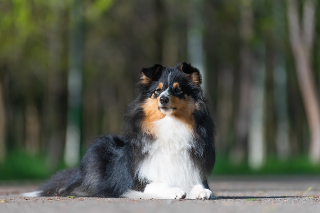 Il bellissimo cane pastore scozzese Sheltie cammina ed esegue acrobazie di addestramento del cane nel parco