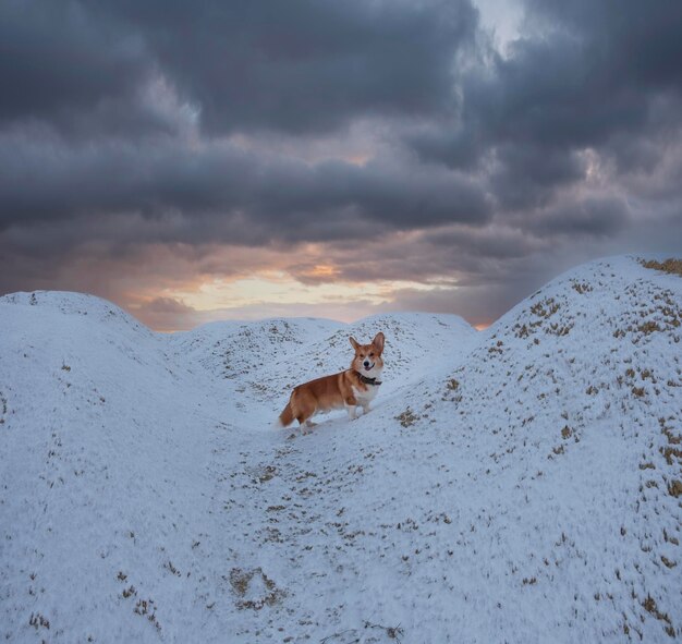 Il bellissimo cane rosso Pembroke Welsh Corgi si riproduce in inverno nella neve sullo sfondo del cielo al tramonto