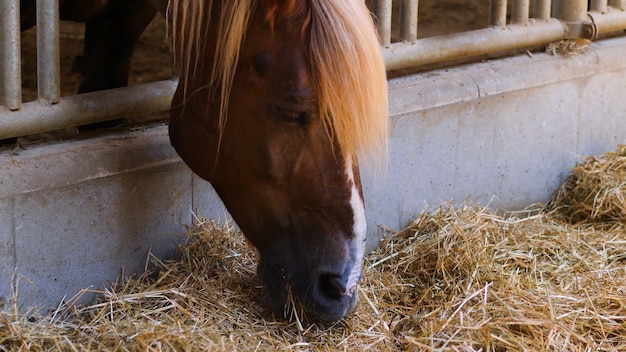 Il bellissimo cavallo marrone mangia il fieno nella stalla.