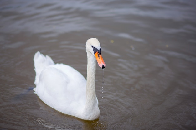 Il bellissimo cigno bianco galleggia sull&#39;acqua nel lago