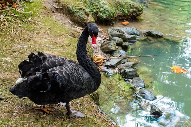 Il bellissimo cigno nero si trova vicino allo stagno e guarda nella telecamera