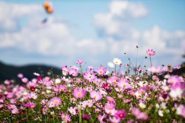 Il bellissimo cosmo nel campo