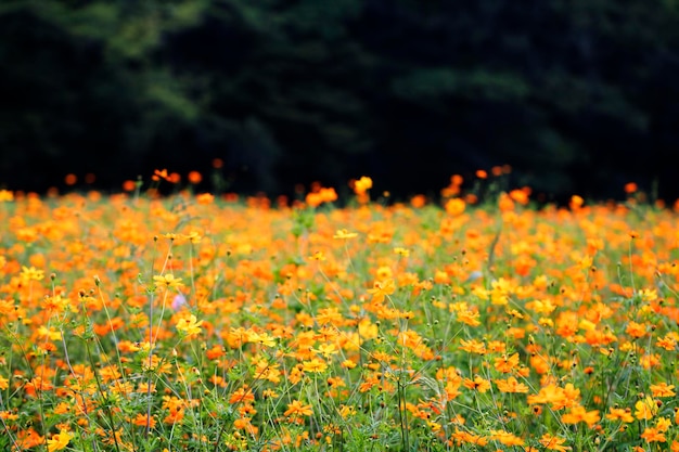 Il bellissimo cosmo nel campo