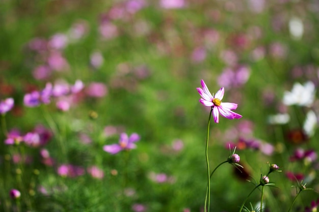 Il bellissimo cosmo nel campo