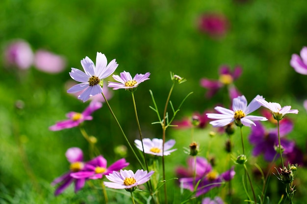 Il bellissimo cosmo nel campo