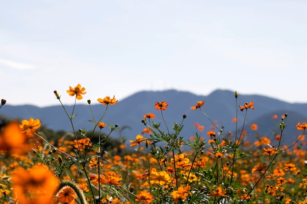 Il bellissimo cosmo nel campo