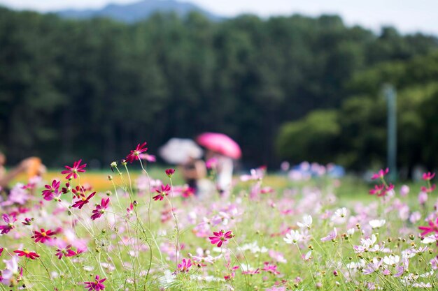 Il bellissimo cosmo nel campo