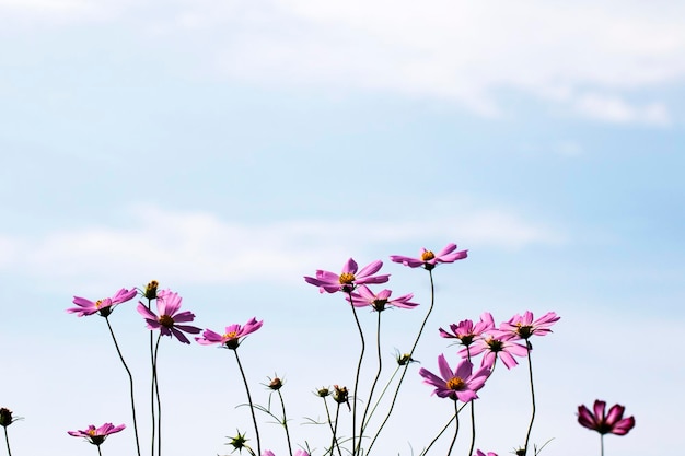 Il bellissimo cosmo nel campo