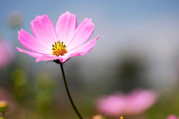 Il bellissimo cosmo nel campo