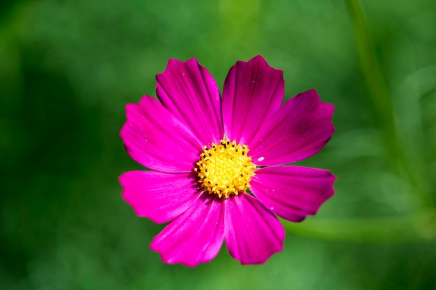 Il bellissimo cosmo nel campo