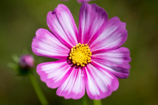 Il bellissimo cosmo nel campo