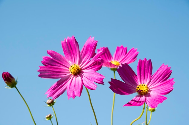 Il bellissimo cosmo nel campo