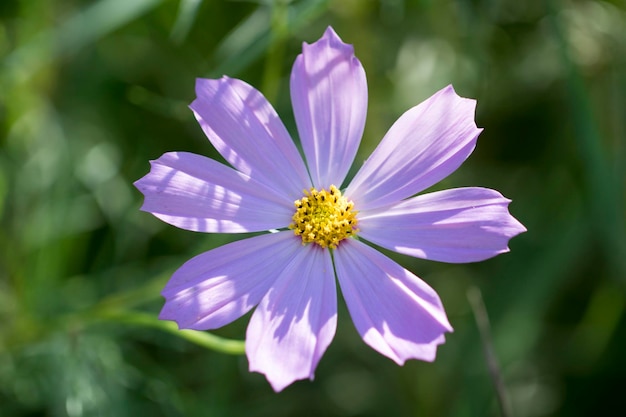 Il bellissimo cosmo nel campo