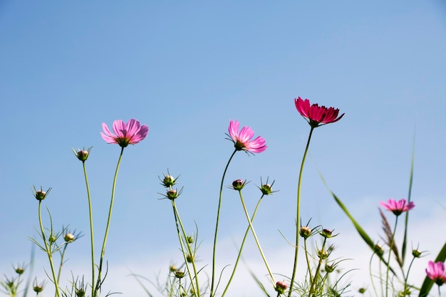 Il bellissimo cosmo nel campo