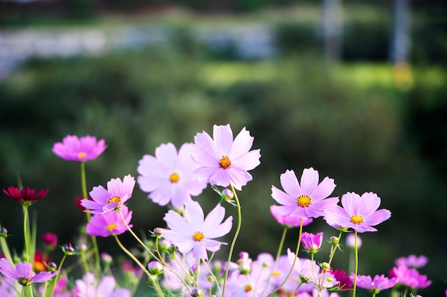 Il bellissimo cosmo nel campo