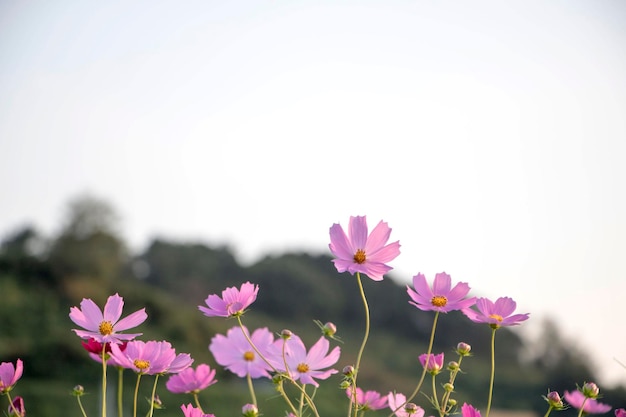 Il bellissimo cosmo nel campo