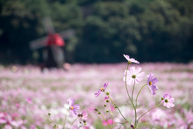 Il bellissimo cosmo nel campo