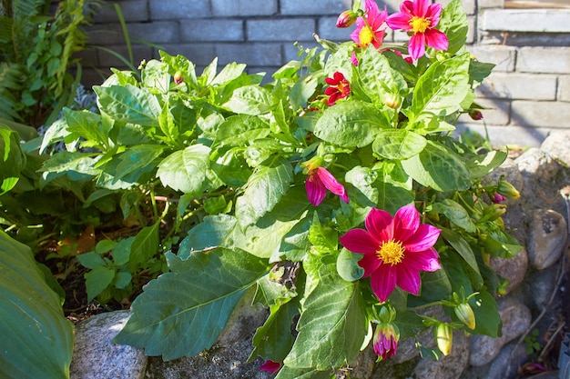 Il bellissimo fiore della Dalia pinnata è sbocciato