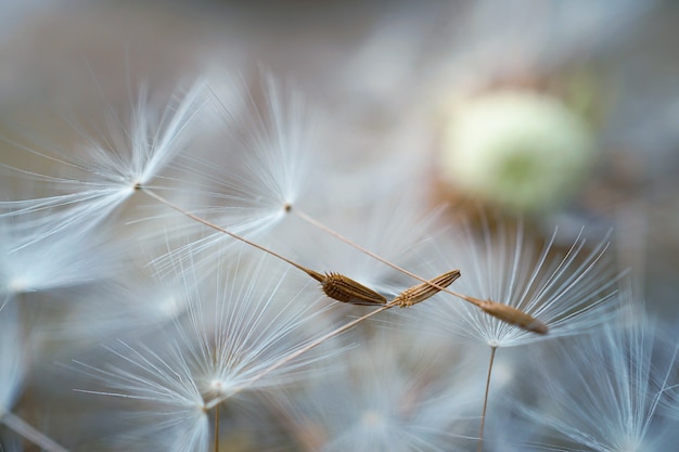 il bellissimo fiore di dente di leone nel giardino nella natura