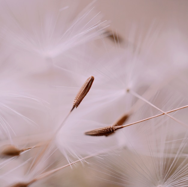 il bellissimo fiore di dente di leone nel giardino nella natura