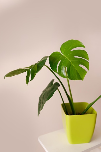 Il bellissimo fiore di monstera in un vaso verde si trova su un tavolo di legno su uno sfondo beige