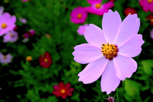 Il bellissimo fiore rosa cosmo sullo sfondo verde sfocato