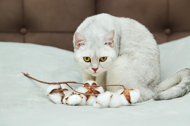 Il bellissimo gatto britannico argenteo gioca con un ramo di cotone