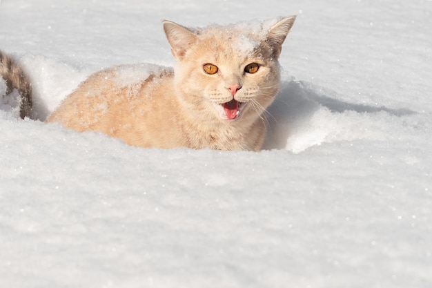 Il bellissimo gatto domestico color pesca della razza britannica siede nella neve bianca e profonda in una giornata invernale