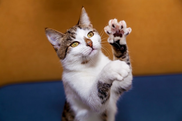 Il bellissimo gatto gioca con il proprietario sul divano