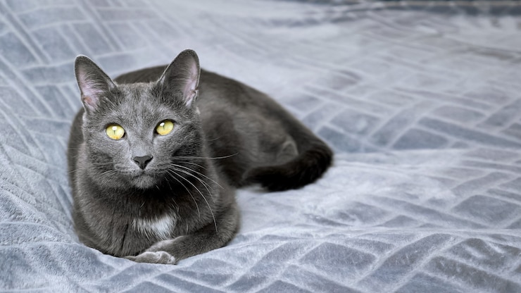 Foto il bellissimo gatto grigio elegante si trova su un copriletto grigio