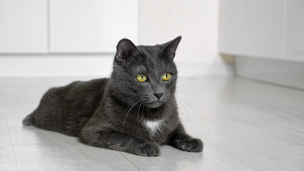 Il bellissimo gatto grigio giace sul pavimento e segue il movimento di qualcosa dentro.