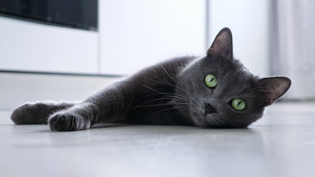 Il bellissimo gatto grigio giocoso con gli occhi sporgenti giace sul pavimento