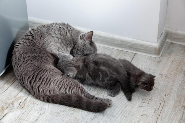 Il bellissimo gatto grigio scottish fold con gli occhi gialli giace in cucina e dà da mangiare ai suoi gattini