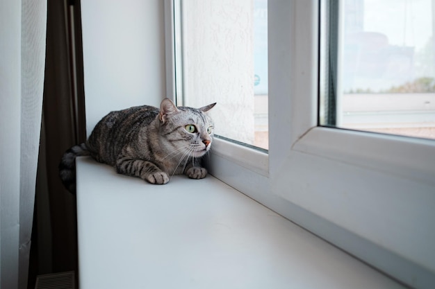 Il bellissimo gatto grigio si siede su un davanzale e guarda fuori dalla finestra