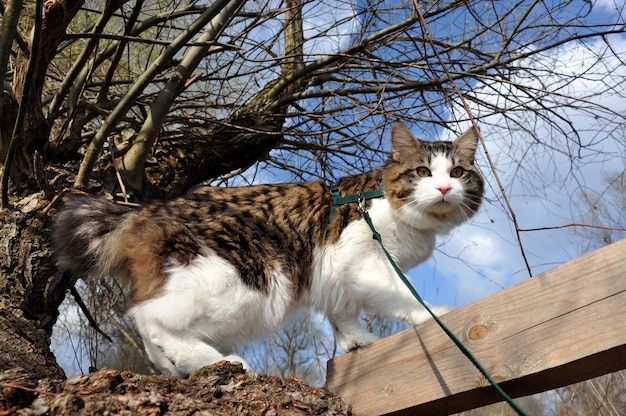 Il bellissimo gatto Kurilian bobtail cammina in primavera nel parco al guinzaglio