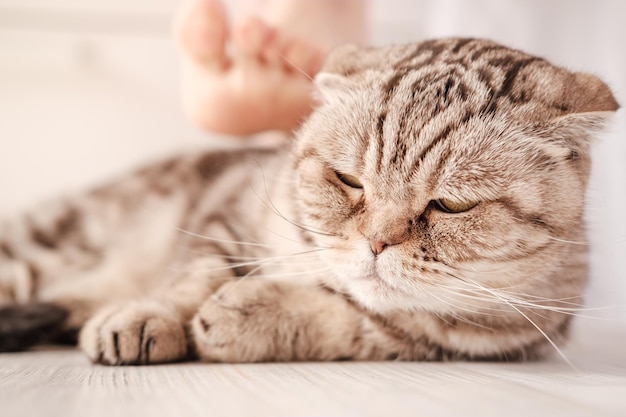 Il bellissimo gatto scozzese è depresso e pensieroso giace sul pavimento