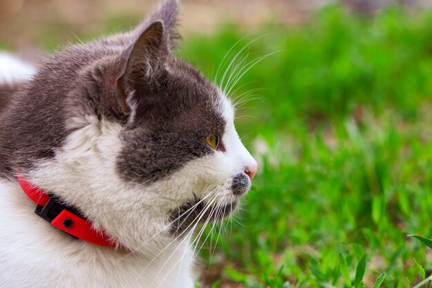 Il bellissimo gatto sulla strada nell&#39;erba si siede