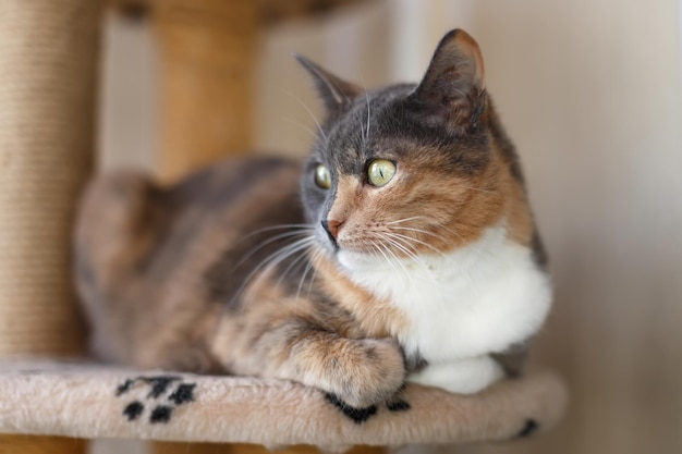 Il bellissimo gatto tricolore domestico con gli occhi gialli ambrati si siede su una struttura di arrampicata per gatti all'interno e distoglie lo sguardo Primo piano