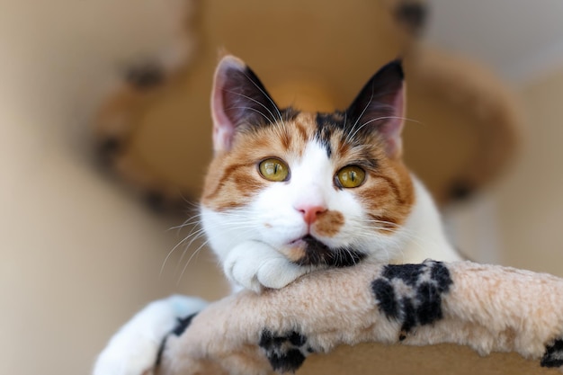 Il bellissimo gatto tricolore domestico con gli occhi gialli ambrati si siede su una struttura di arrampicata per gatti all'interno e distoglie lo sguardo Primo piano