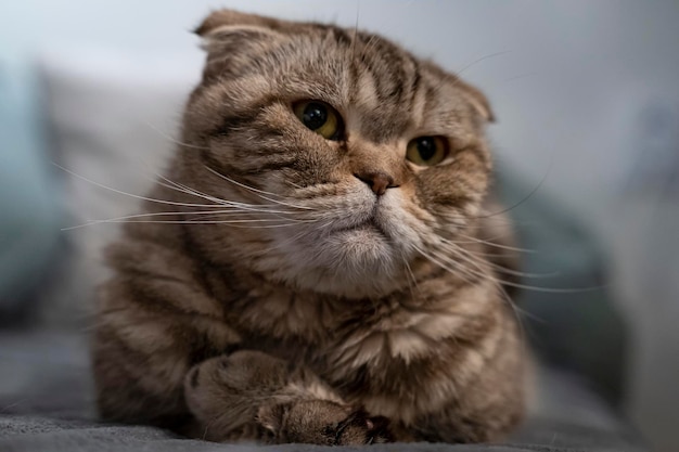 Il bellissimo gatto triste Scottish Fold sembra pensieroso e con interesse al lato sdraiato su un morbido plaid