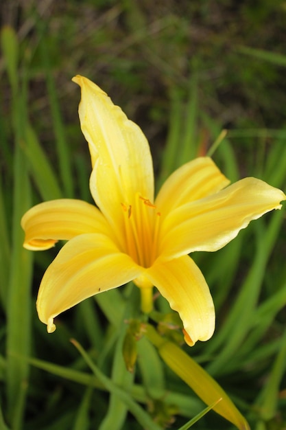 Il bellissimo giglio giallo ha aperto i suoi petali per incontrare il vento