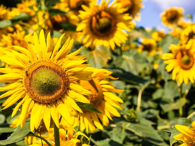 Il bellissimo grande campo di girasoli sullo sfondo estivo