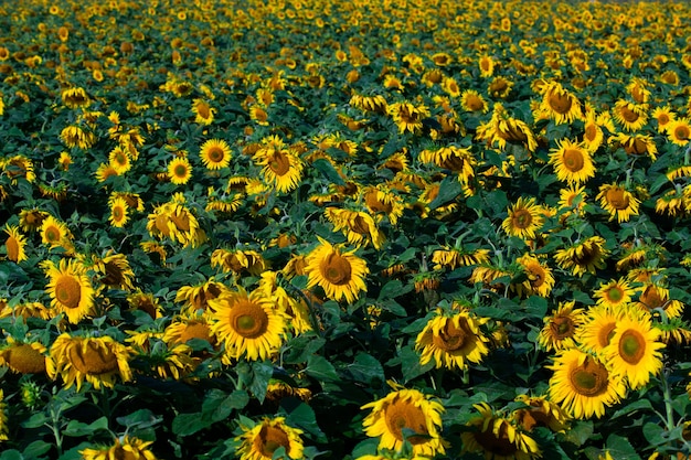 Il bellissimo grande campo di girasoli sullo sfondo estivo